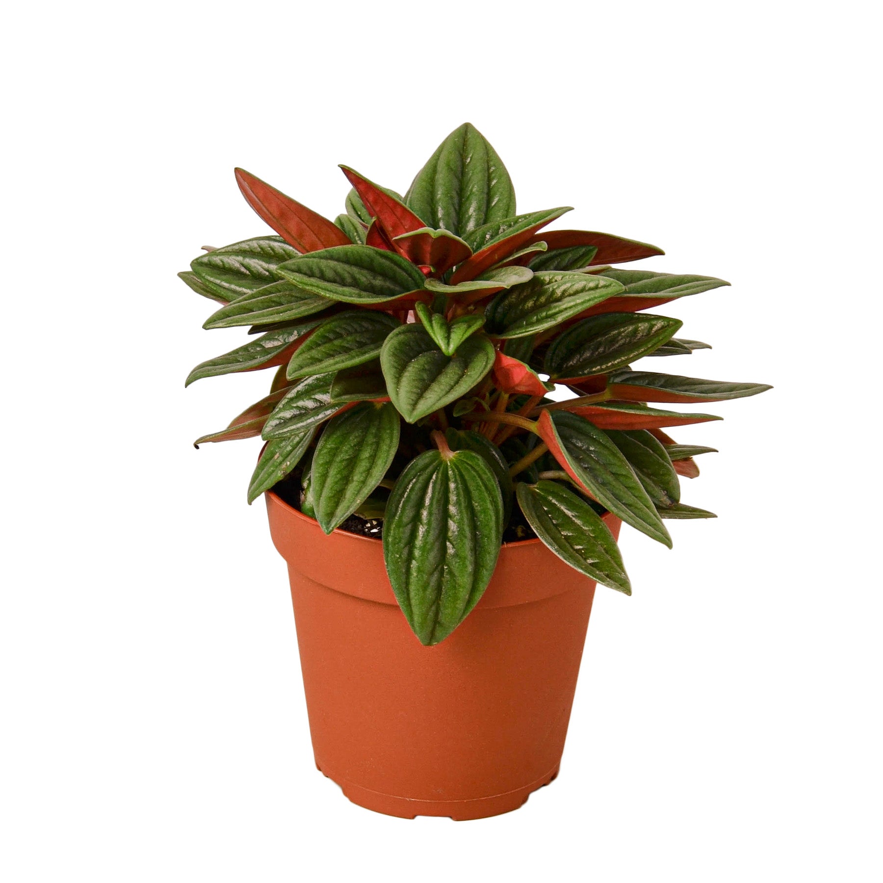 Peperomia Rosso live houseplant