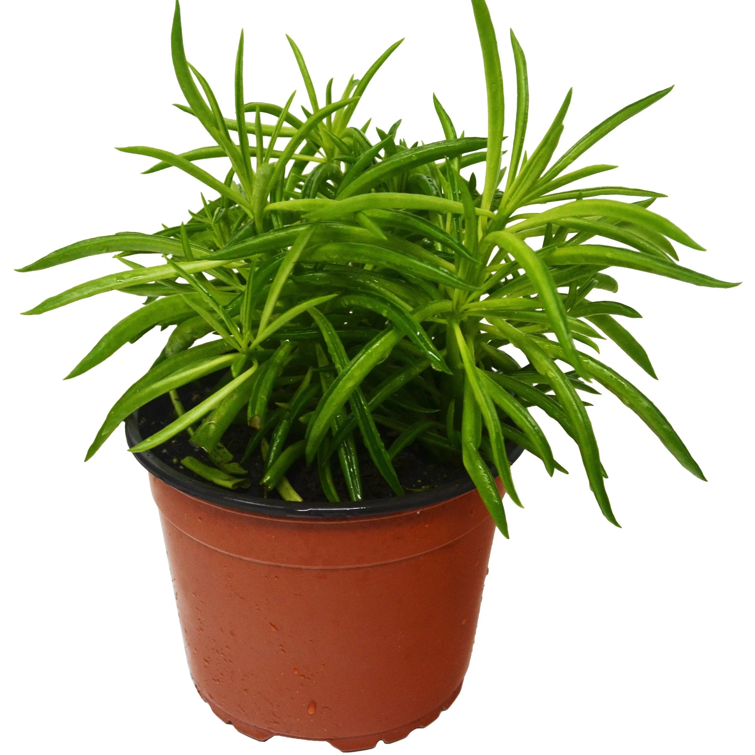 Peperomia 'Green Bean' - photo 3
