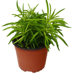 Peperomia 'Green Bean' - photo 3