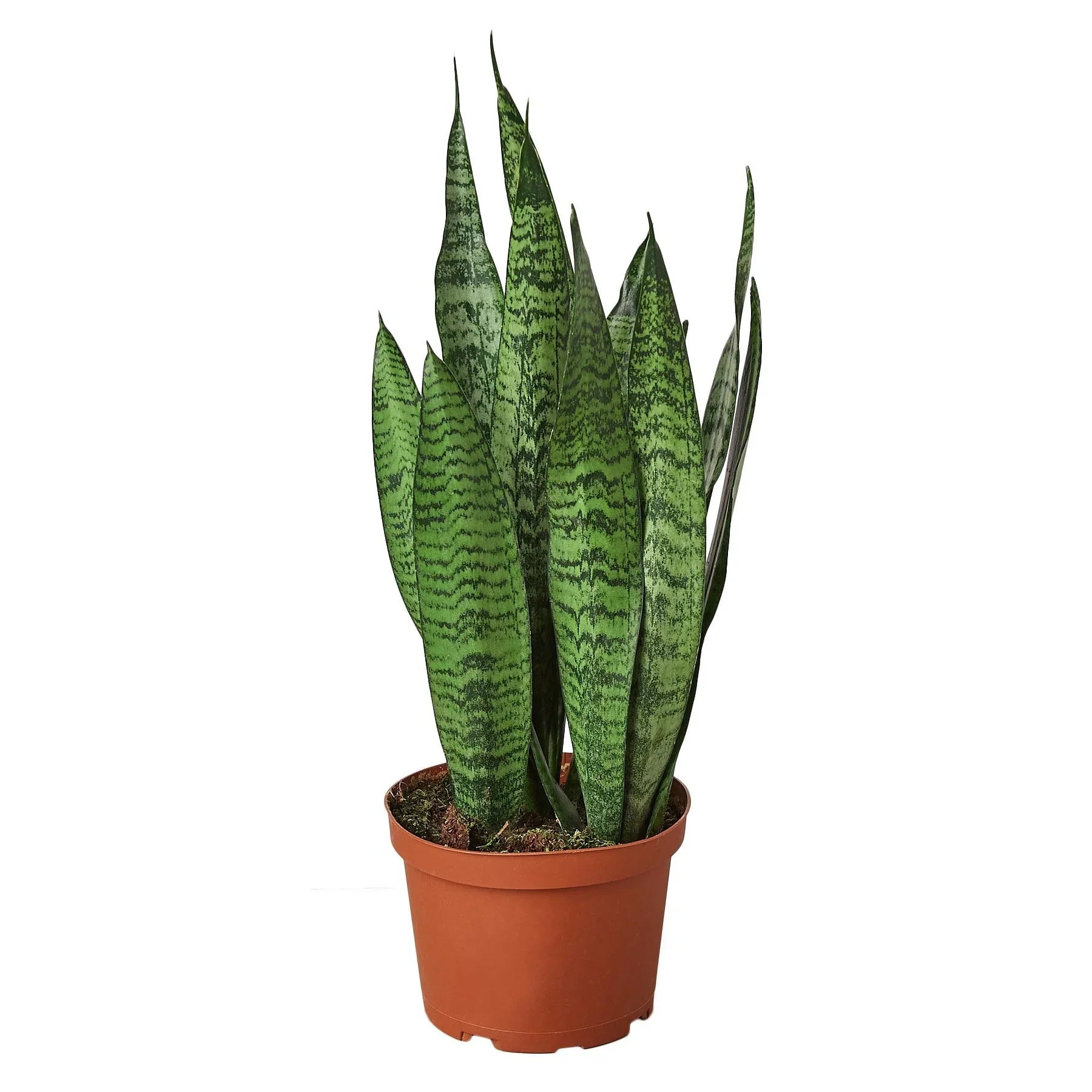 Snake Plant 'Zeylanica' - photo 3