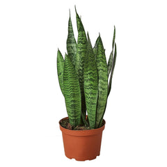 Snake Plant 'Zeylanica' - photo 3