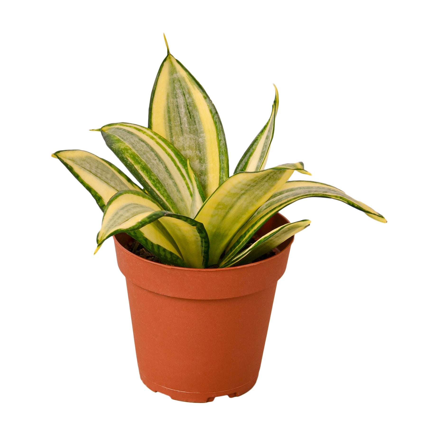 Snake Plant Gold Hahnii live houseplant