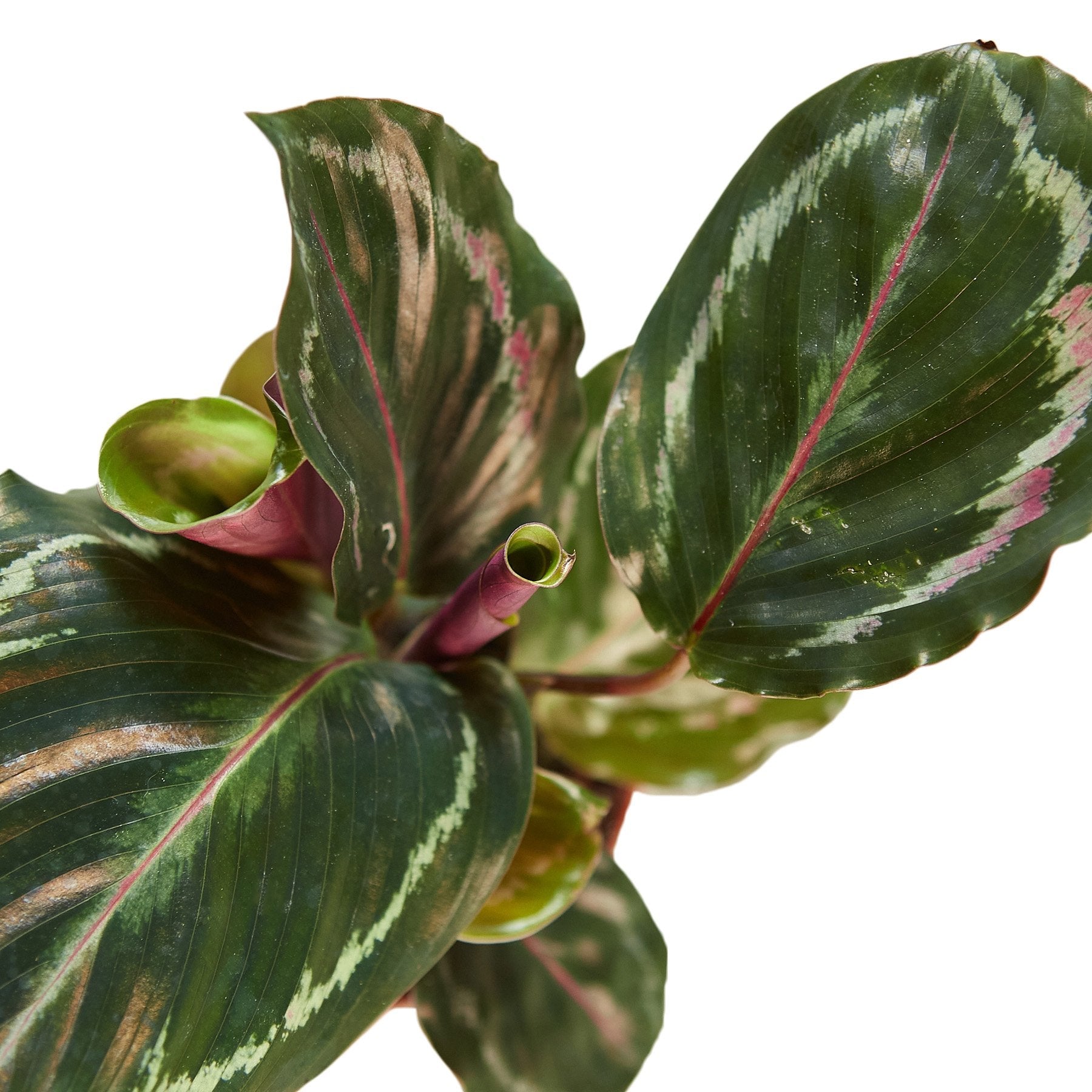 Calathea Roseopicta 'Medallion' - photo 3