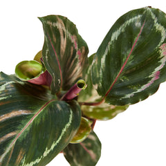Calathea Roseopicta 'Medallion' - photo 3