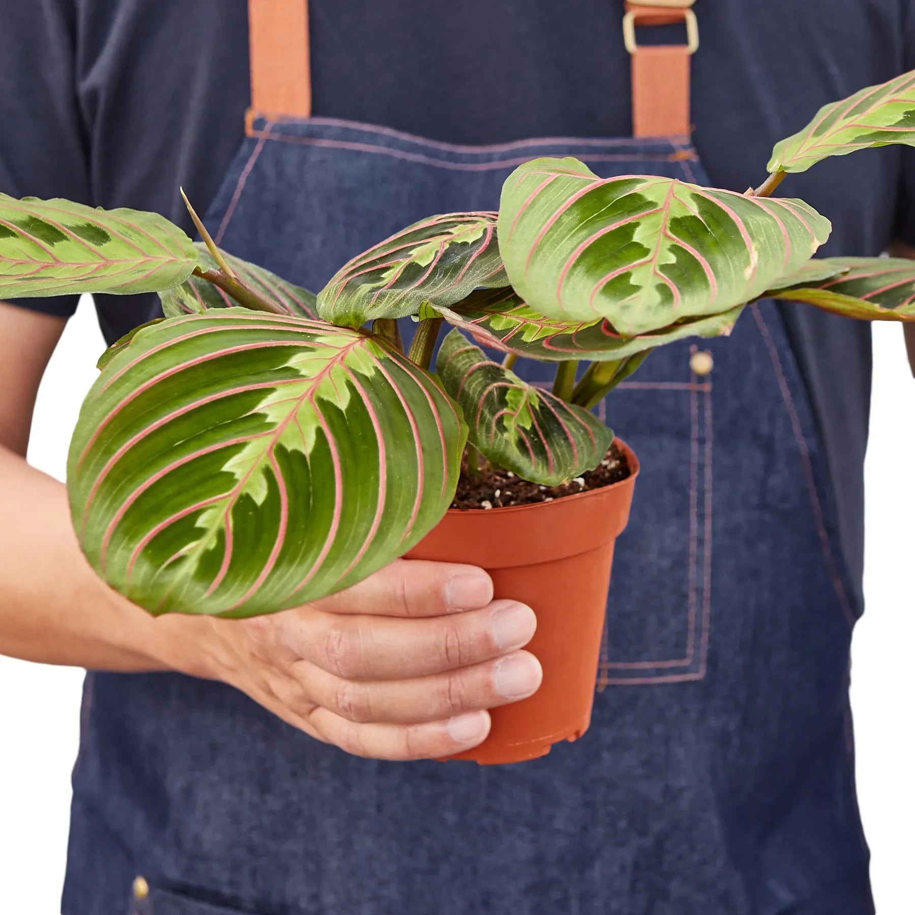 Maranta Red Prayer - photo 3