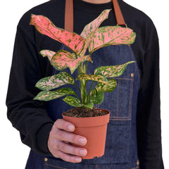 Chinese Evergreen 'Lady Valentine' - photo 3