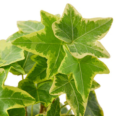 English Ivy Gold Child - photo 2