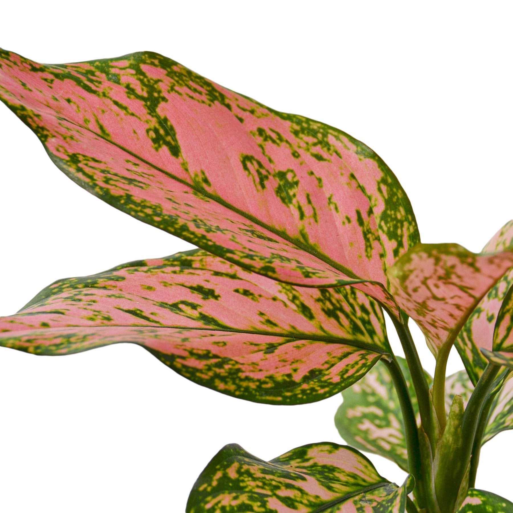 Chinese Evergreen 'Lady Valentine' - photo 2