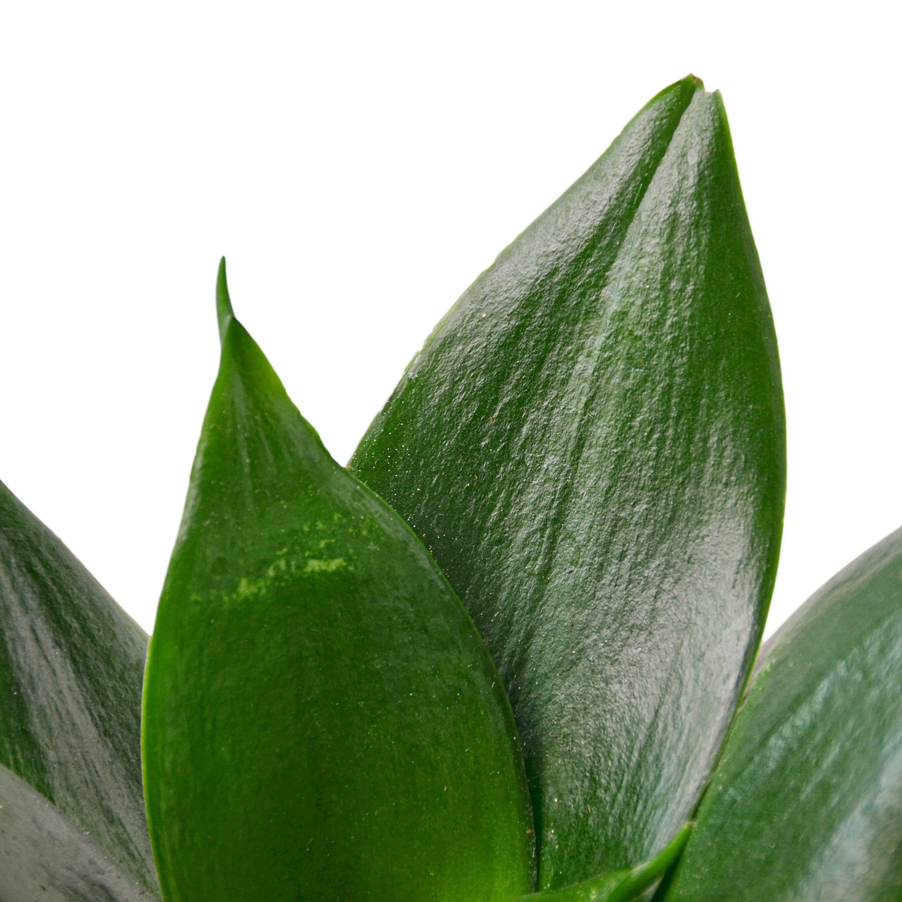 Snake Plant Jade - photo 2