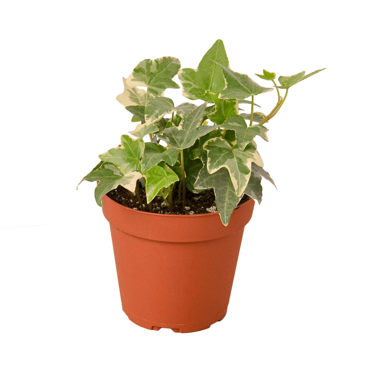 English Ivy 'Glacier' live houseplant