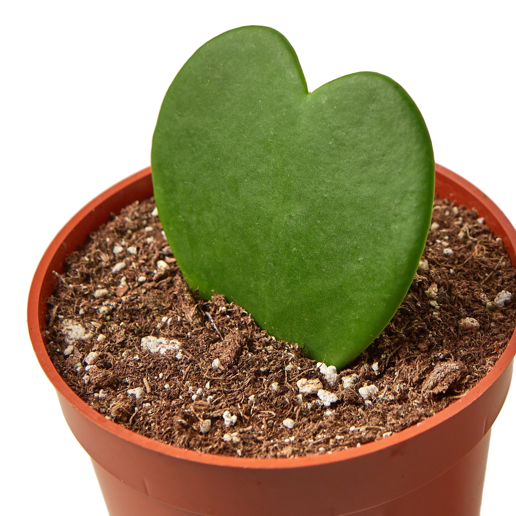 Hoya Sweetheart - photo 3