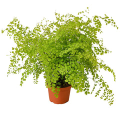 Maidenhair Fern live houseplant