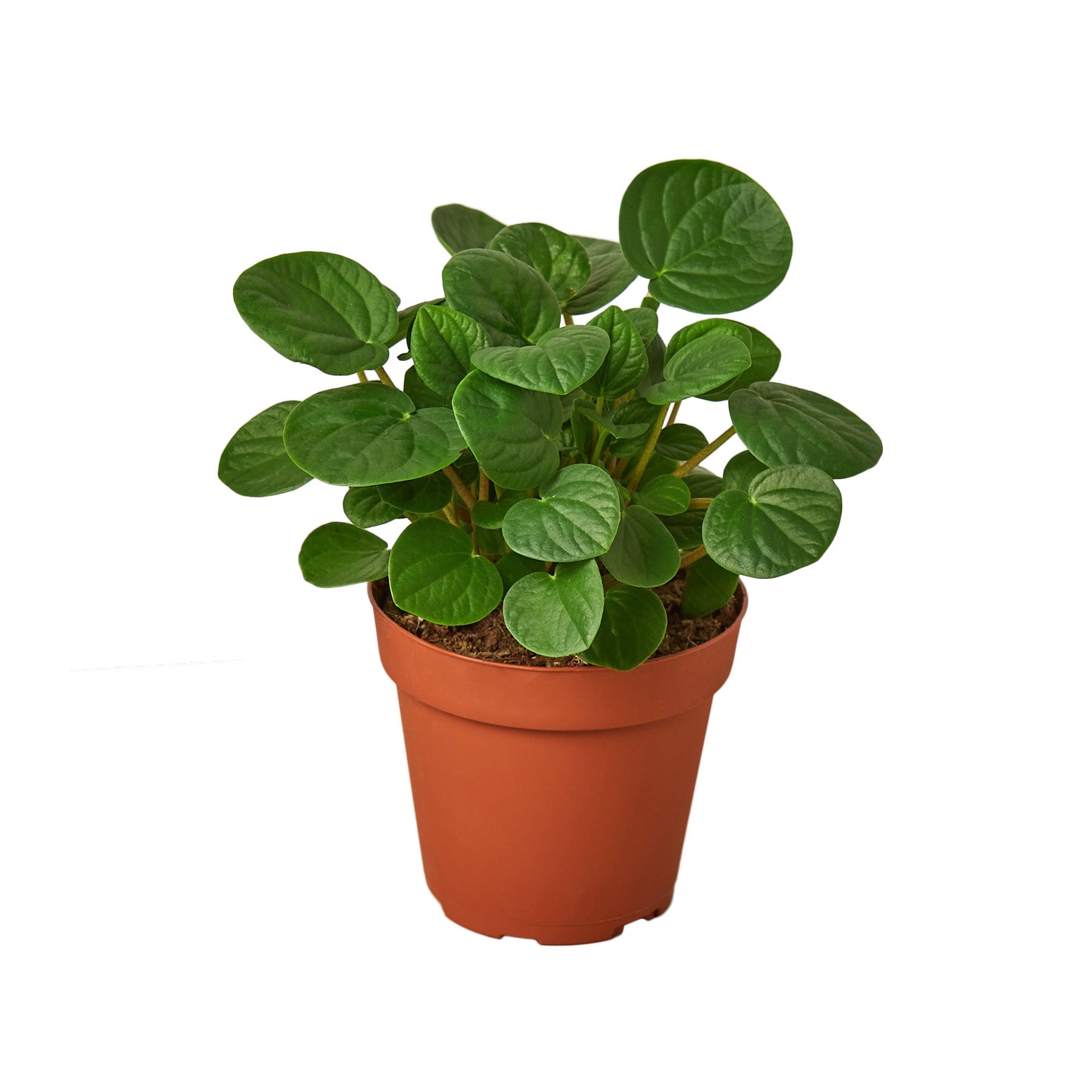 Peperomia 'Rana Verde' live houseplant