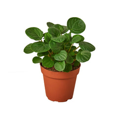 Peperomia 'Rana Verde' live houseplant