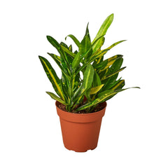 Croton 'Sunny Star' live houseplant