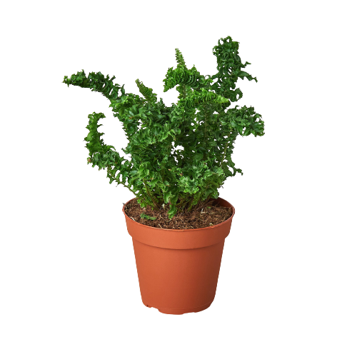 Fern 'Emina' live houseplant