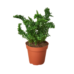 Fern 'Emina' live houseplant