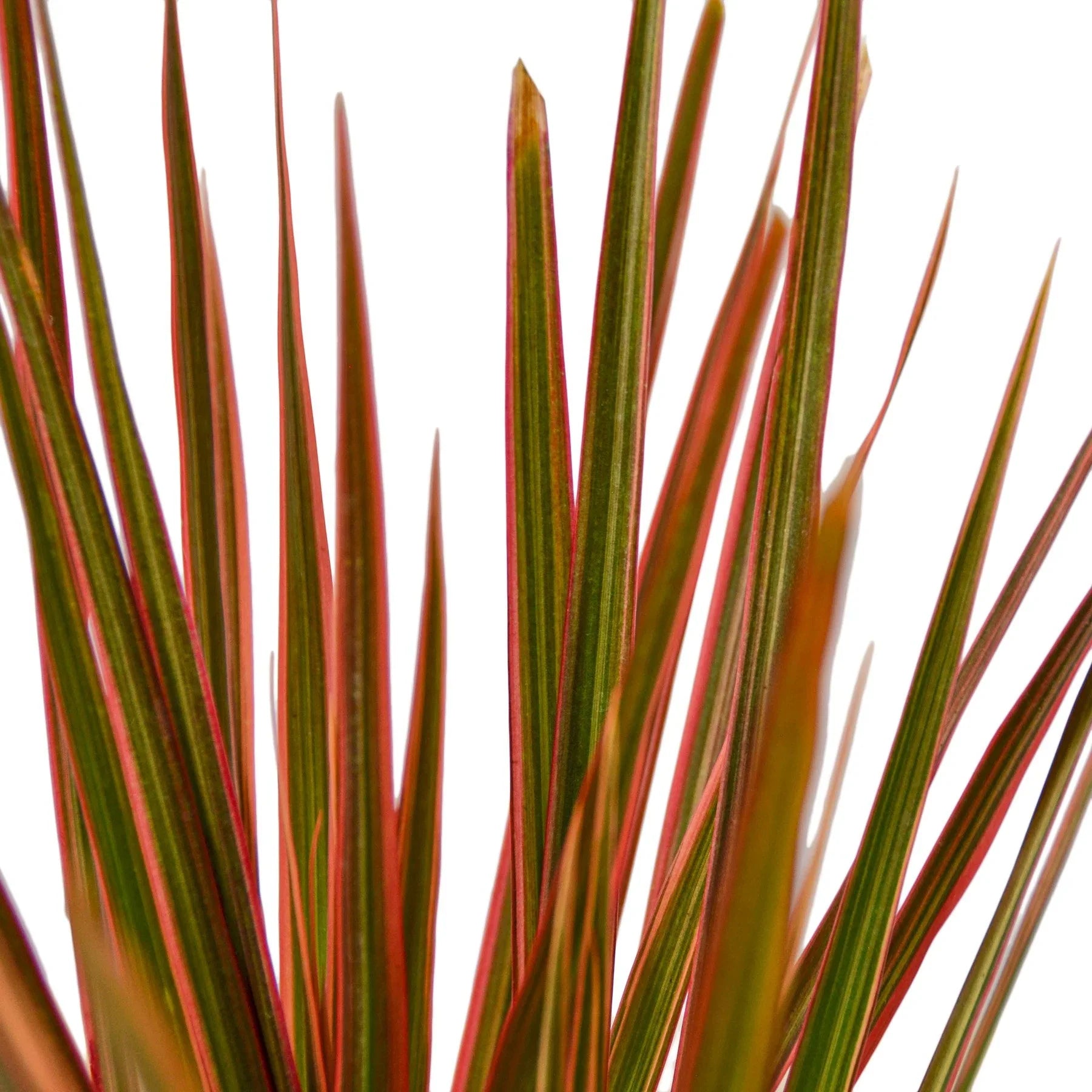 Dracaena 'Colorama' - photo 2