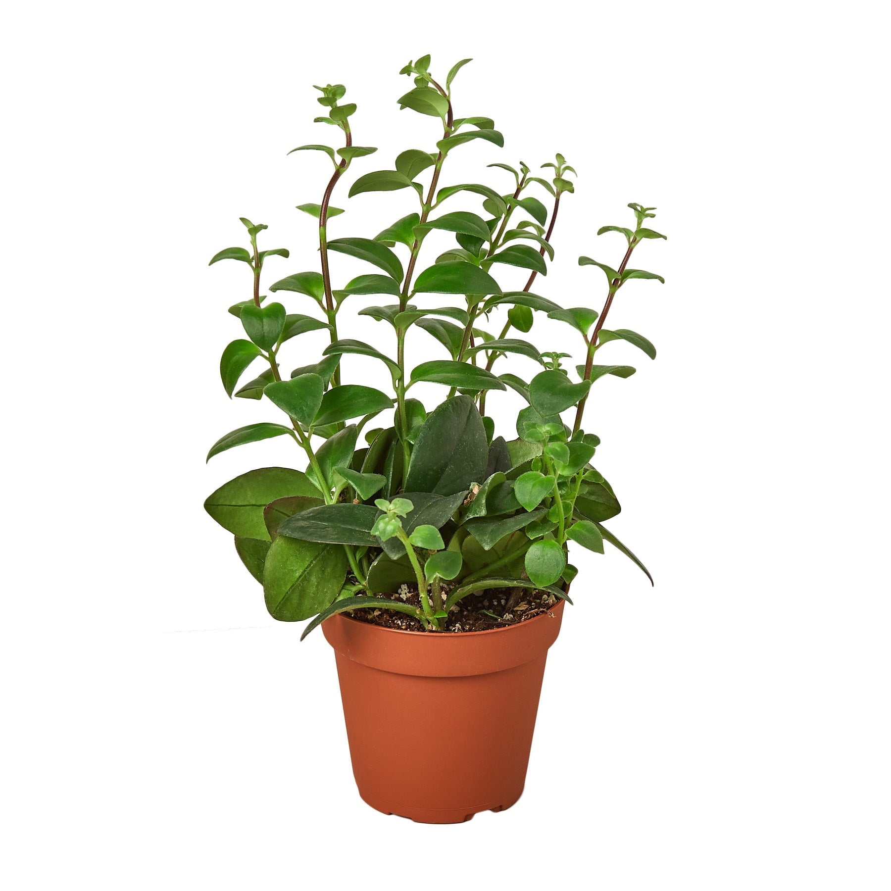 Lipstick Plant live houseplant