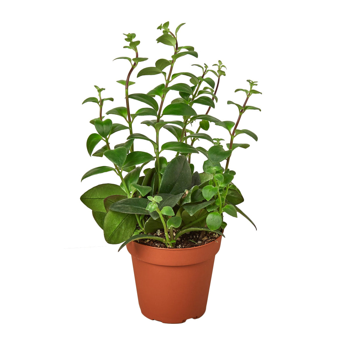 Lipstick Plant live houseplant