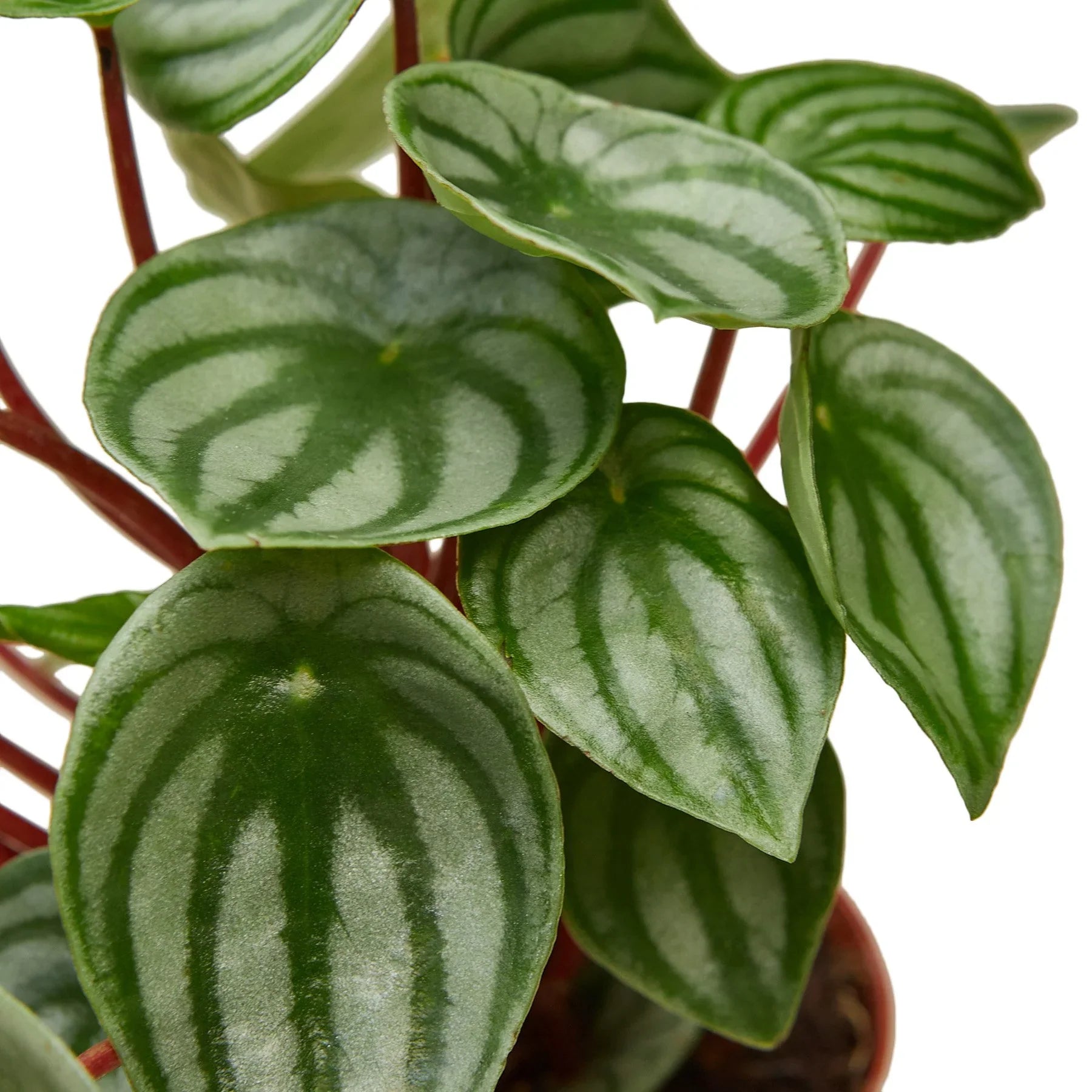 Peperomia Watermelon - photo 2