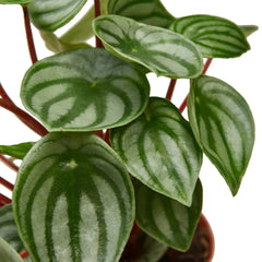 Peperomia Watermelon - photo 2