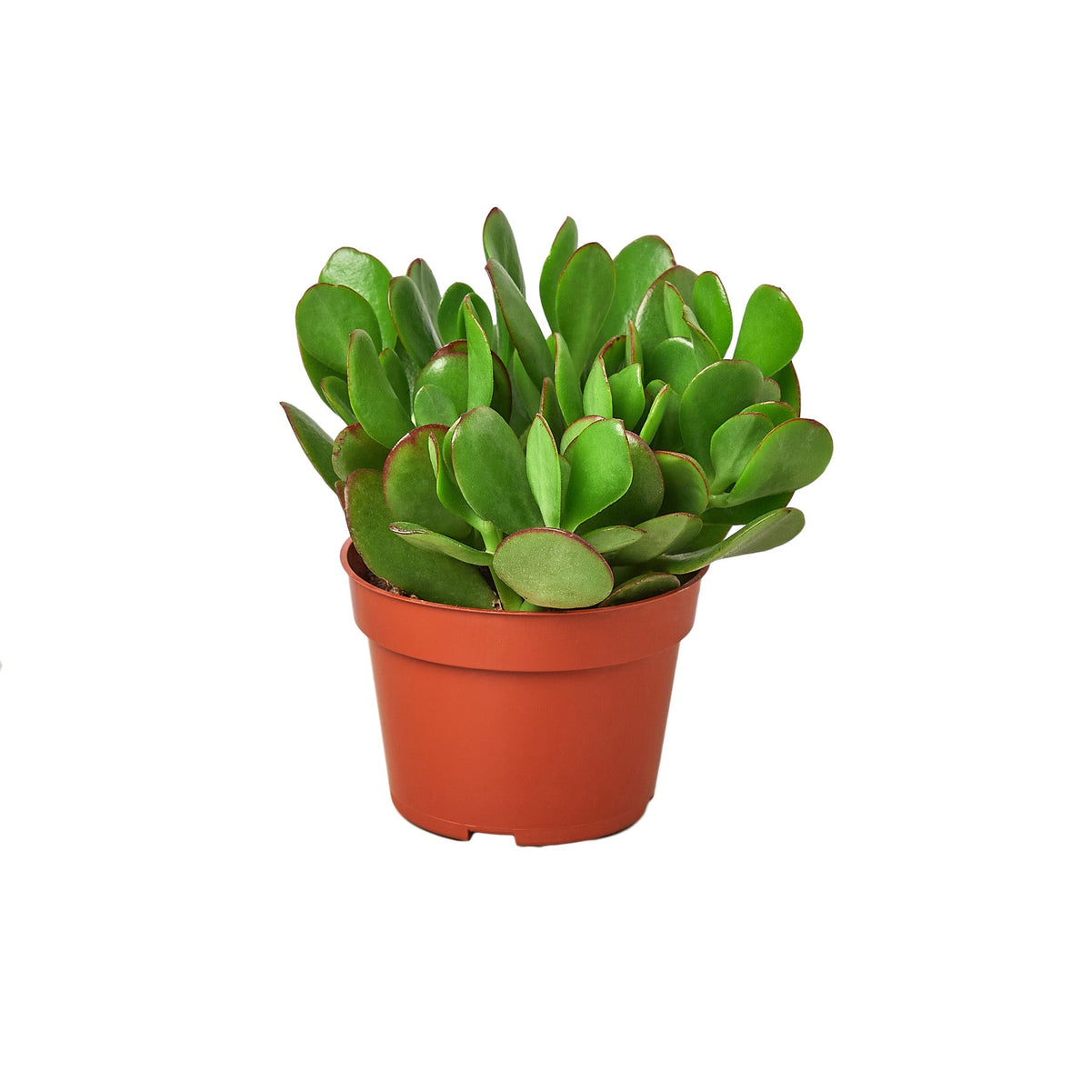 Succulent Crassula 'Jade' live houseplant