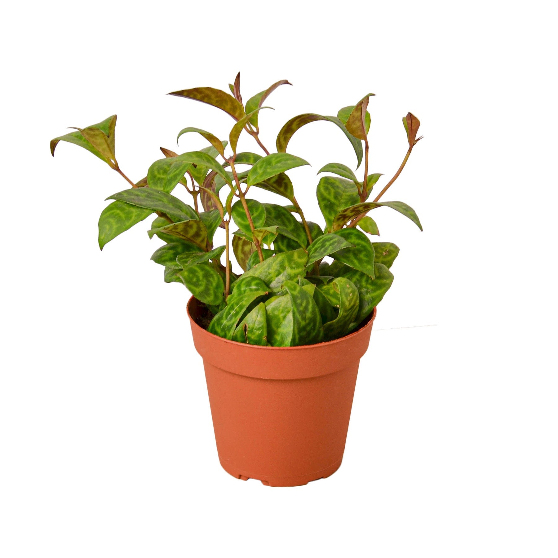 Lipstick Black Pagoda live houseplant