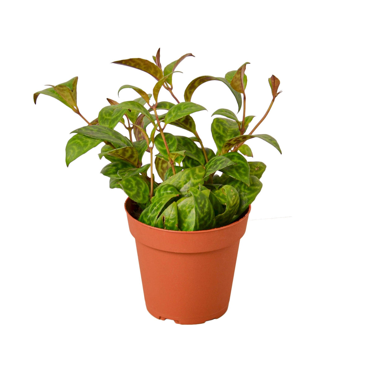 Lipstick Black Pagoda live houseplant
