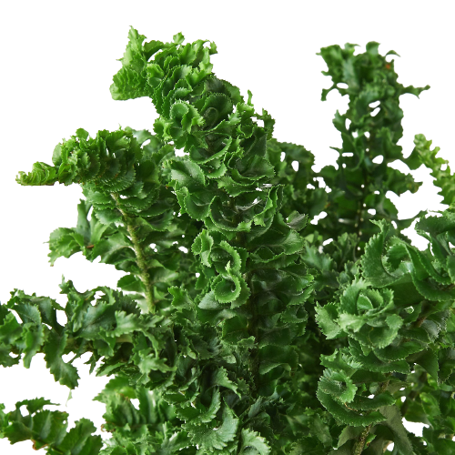 Fern 'Emina' - photo 2