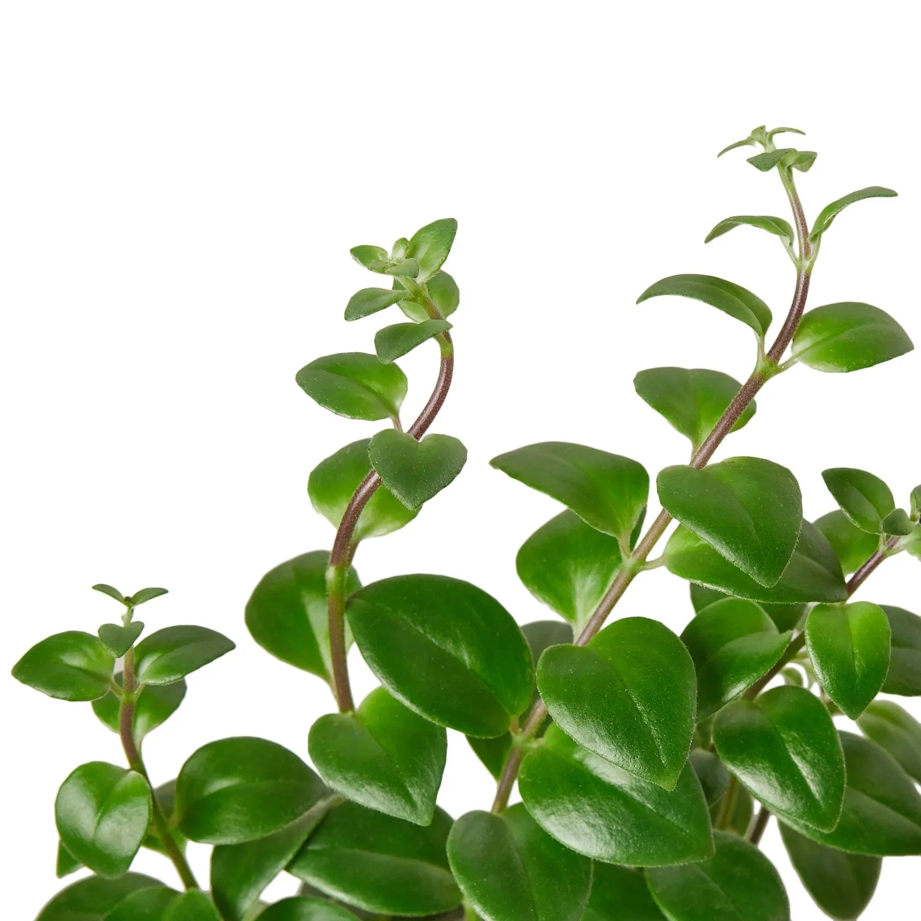 Lipstick Plant - photo 2