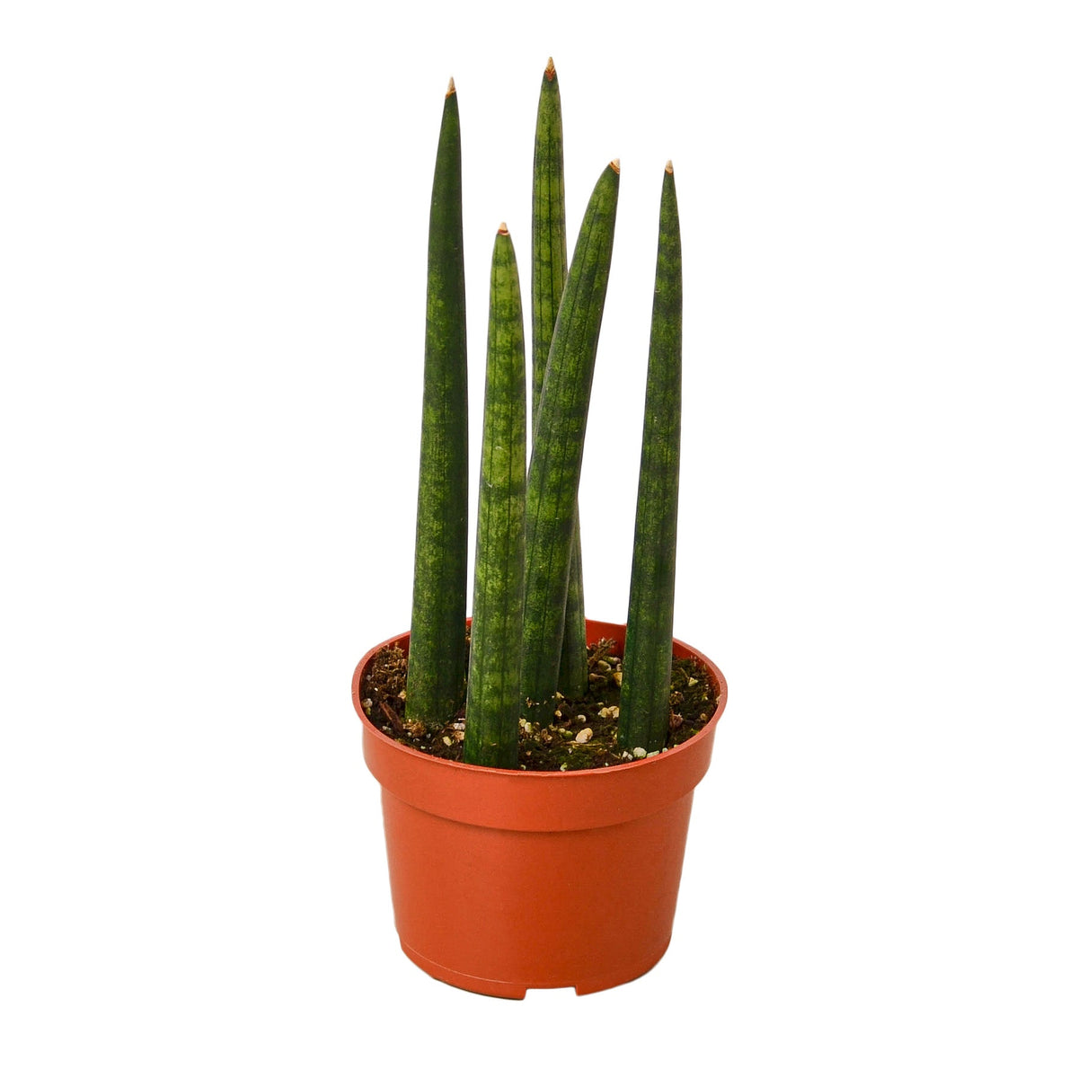 Snake Plant Cylindrica live houseplant