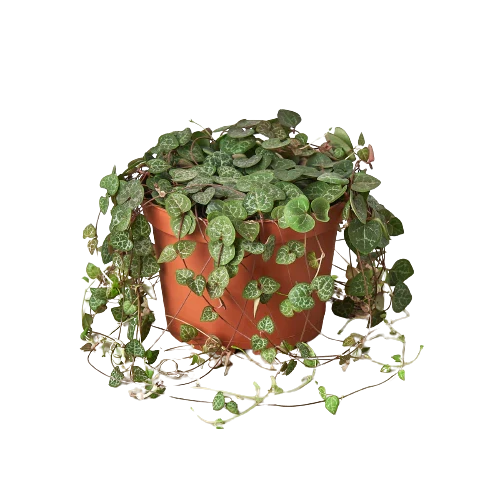 Succulent 'String of Hearts' - photo 2