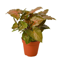 Syngonium Merry - part of the Low Light Room Set