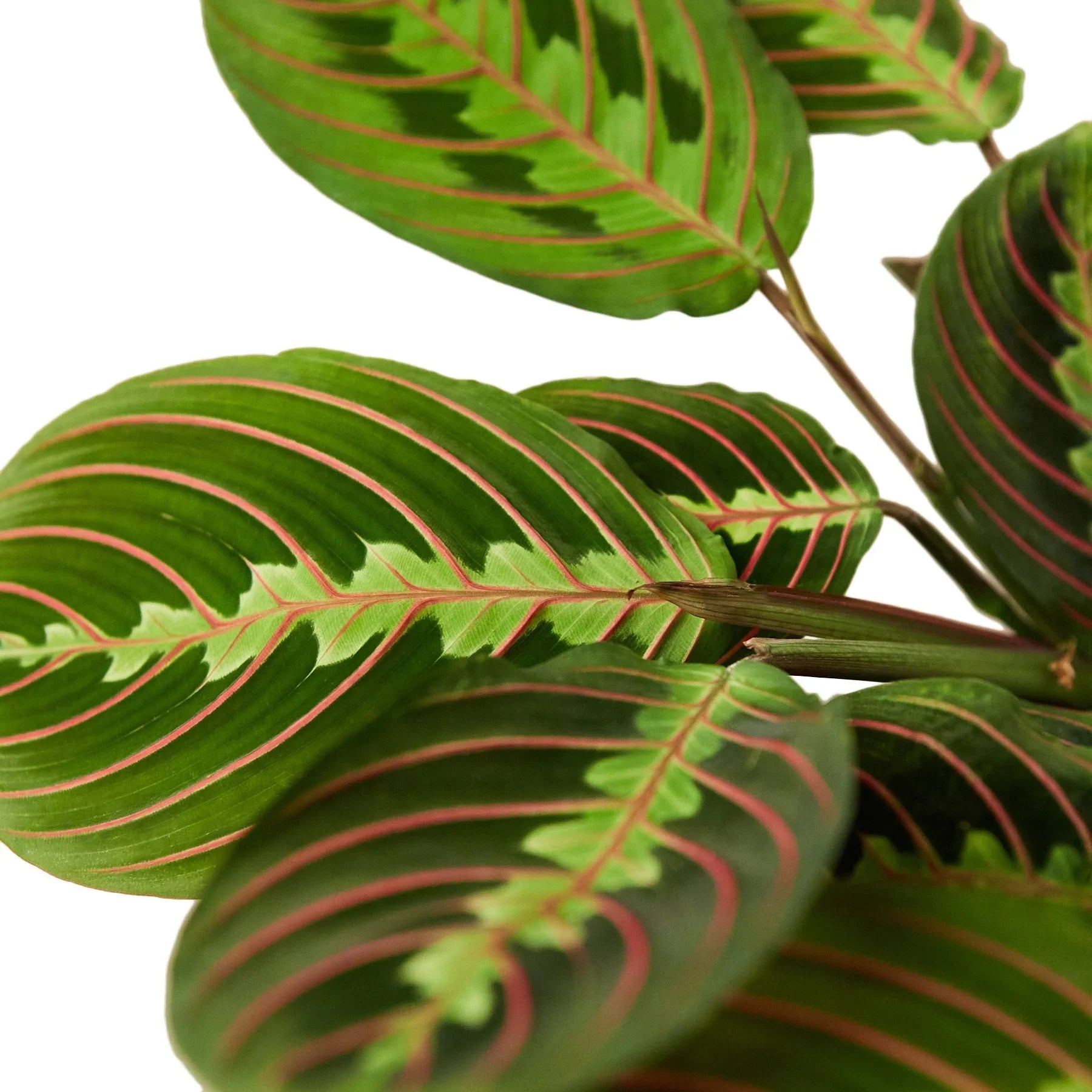 Maranta Red Prayer - photo 2