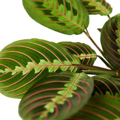 Maranta Red Prayer - photo 2