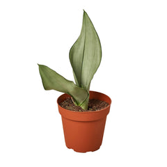 Snake Plant 'Moonshine' live houseplant
