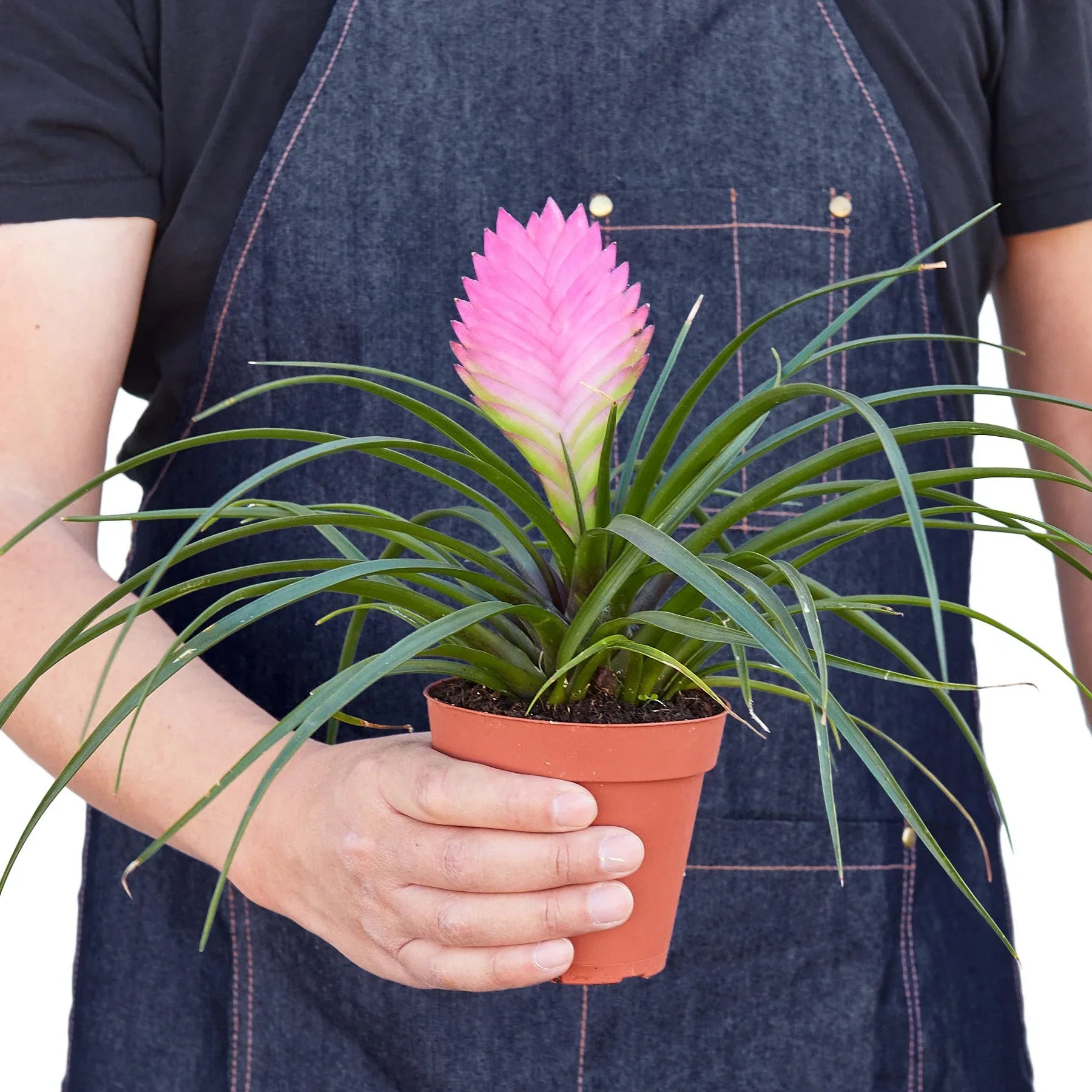 Bromeliad Cyanea 'Pink Quill' - photo 3