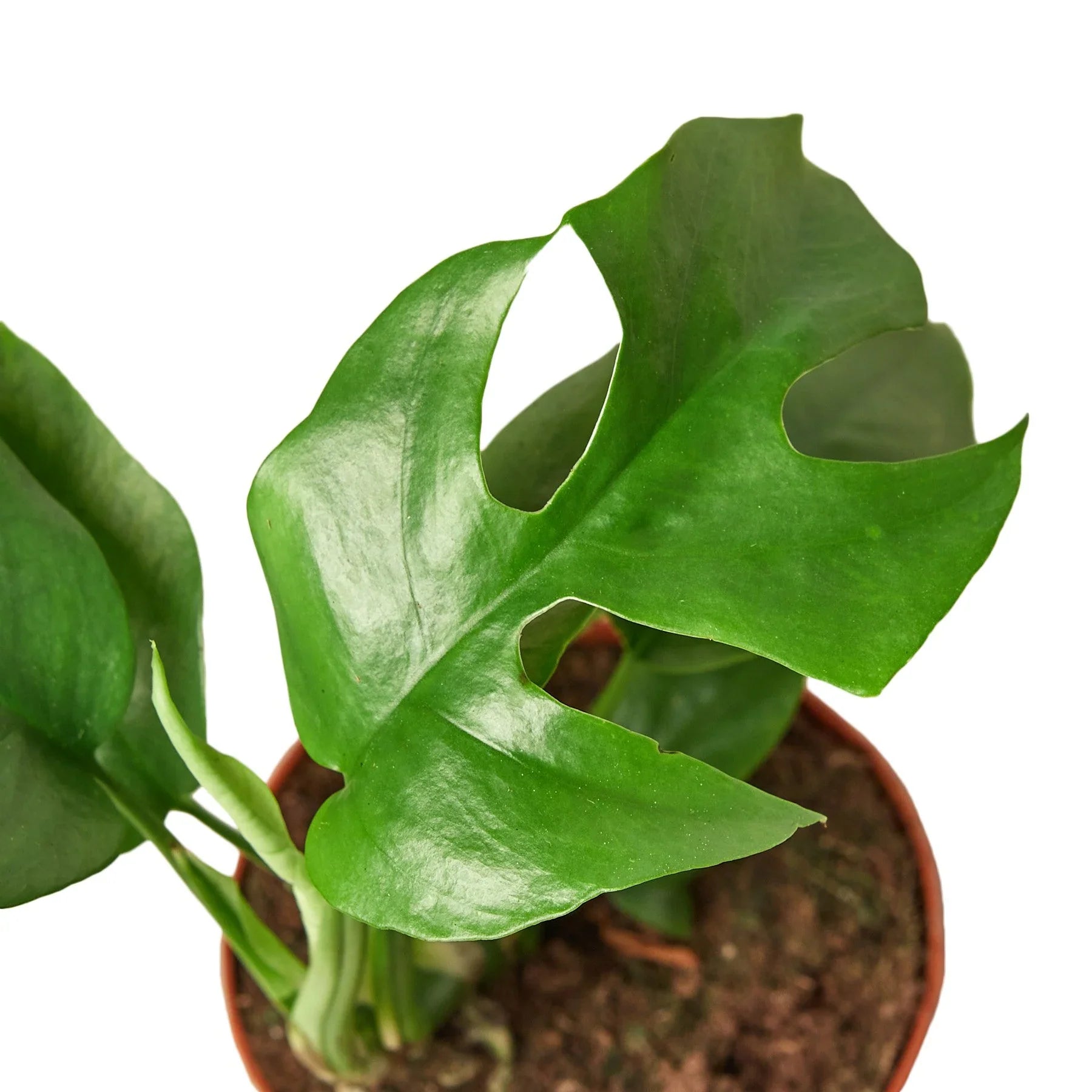 Philodendron Mini Monstera Minima - photo 2