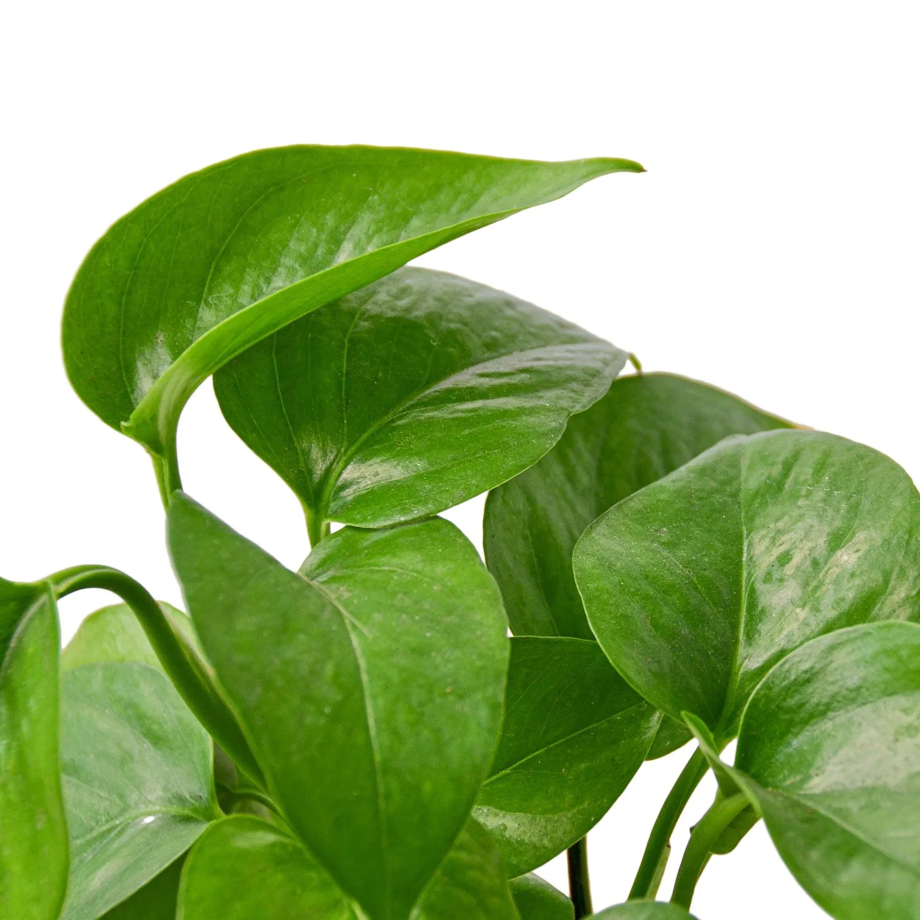 Pothos 'Green Queen' - photo 2