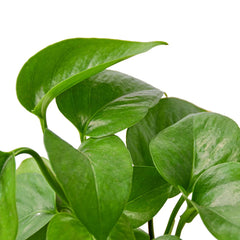 Pothos 'Green Queen' - photo 2