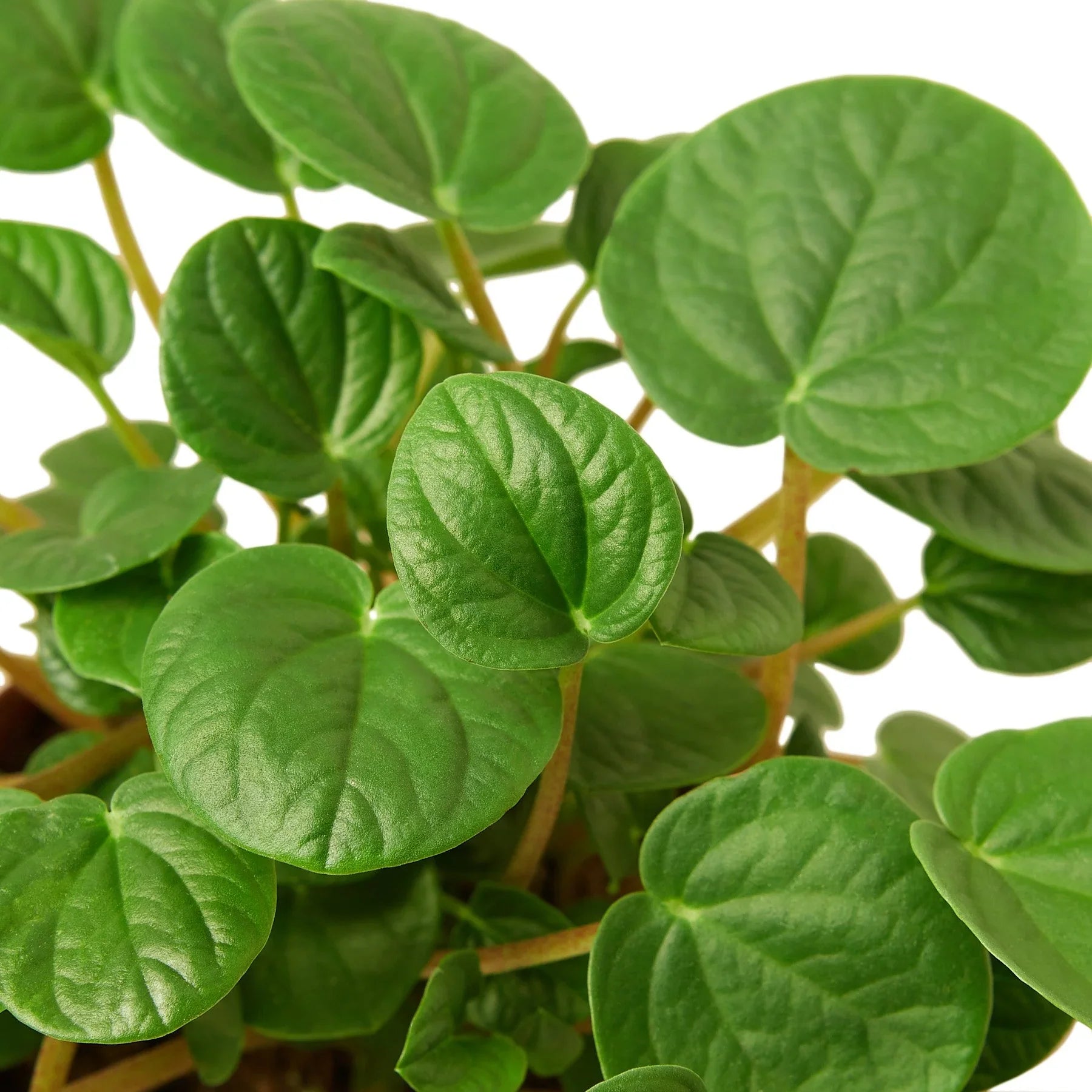 Peperomia 'Rana Verde' - photo 2