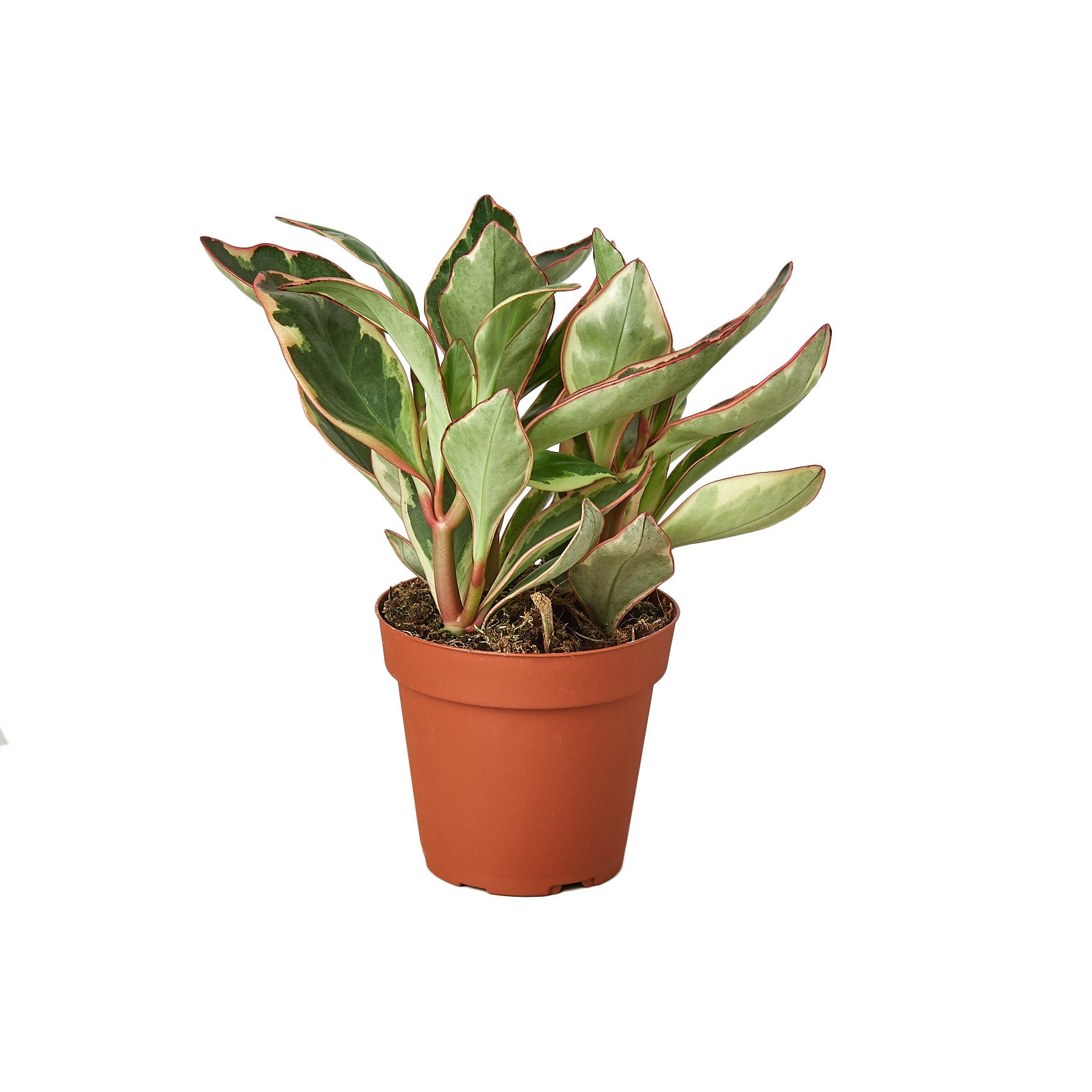 Peperomia 'Ginny' live houseplant