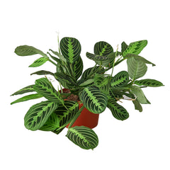 Maranta 'Lemon Lime' live houseplant
