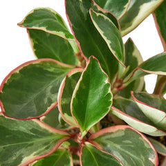 Peperomia 'Ginny' - photo 2
