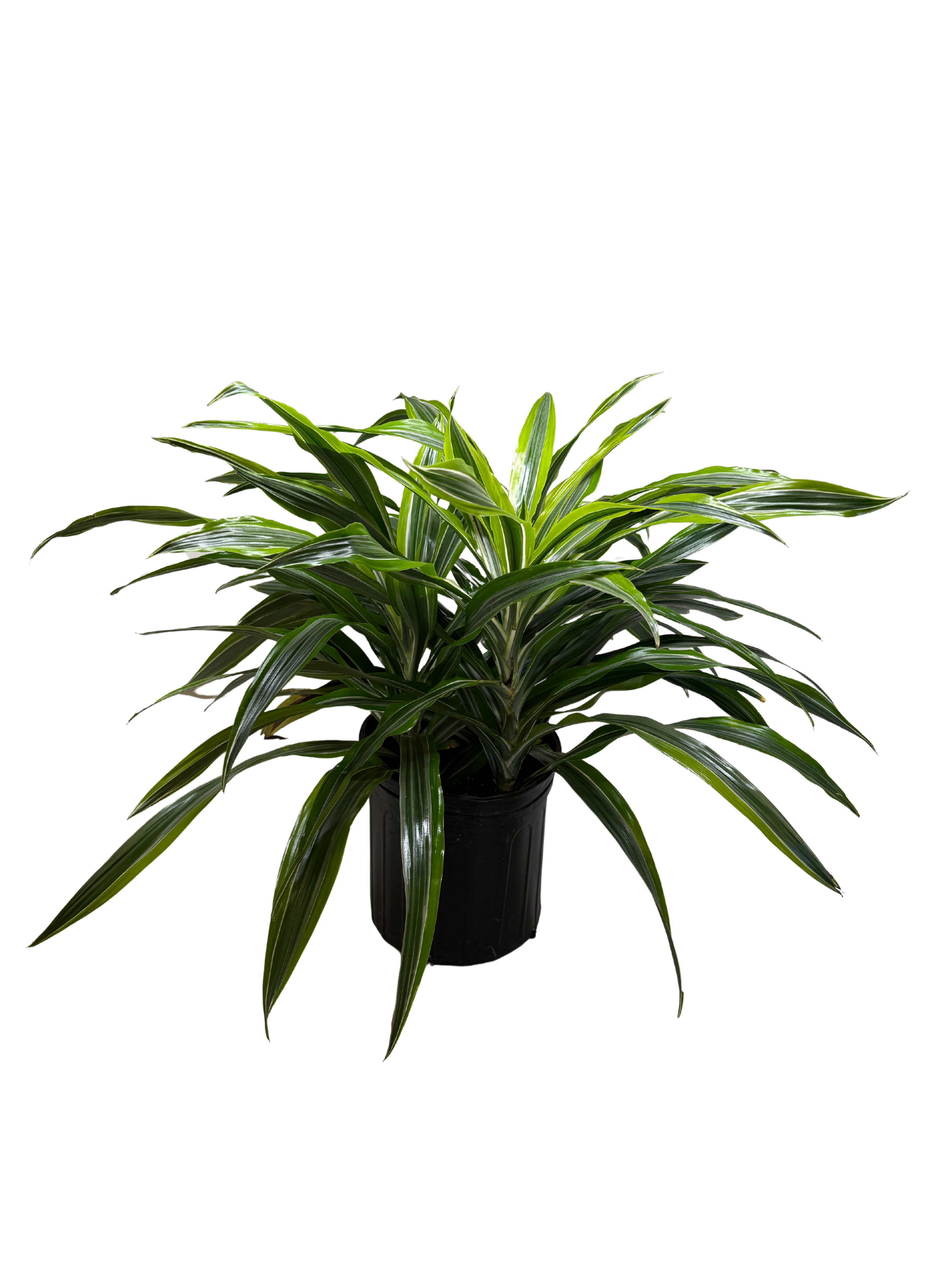 Dracaena 'Lemon Lime' - photo 7