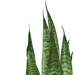 Snake Plant 'Zeylanica' - photo 4