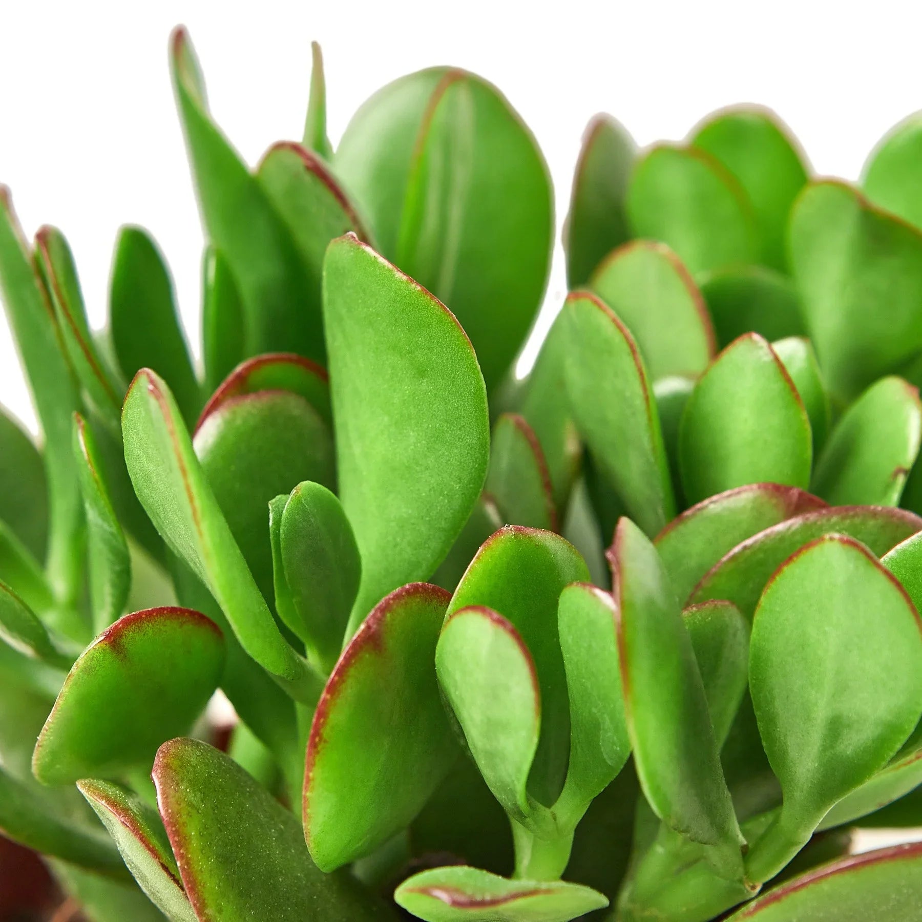 Succulent Crassula 'Jade' - photo 2
