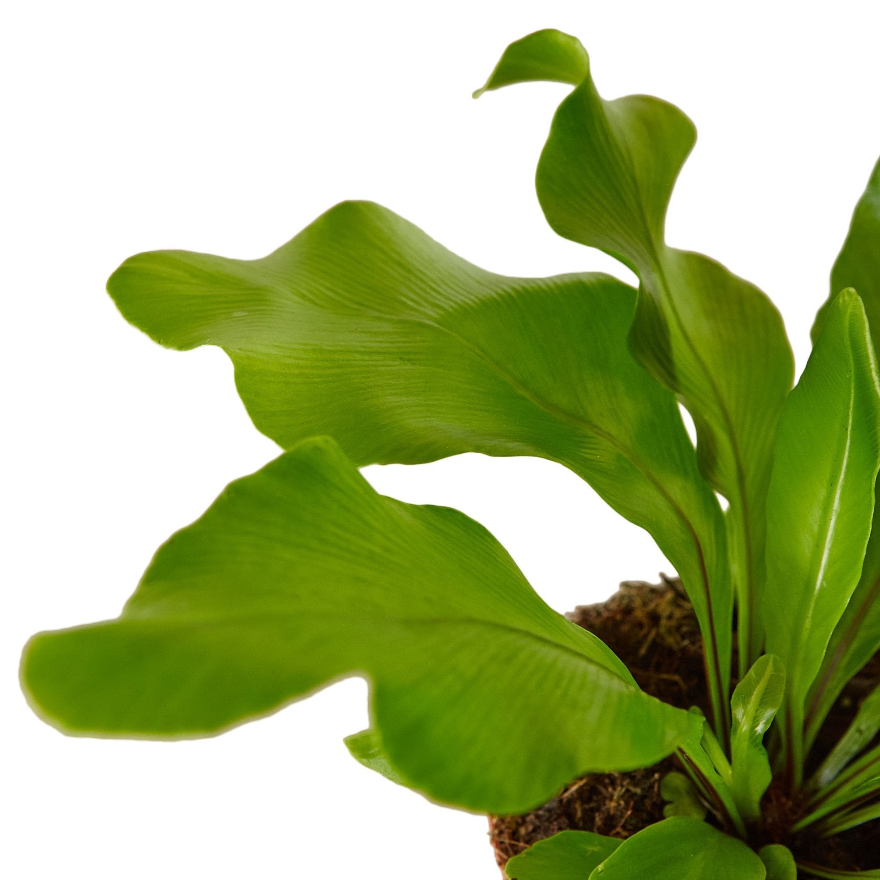 Bird's Nest 'Nidus' Fern - photo 4
