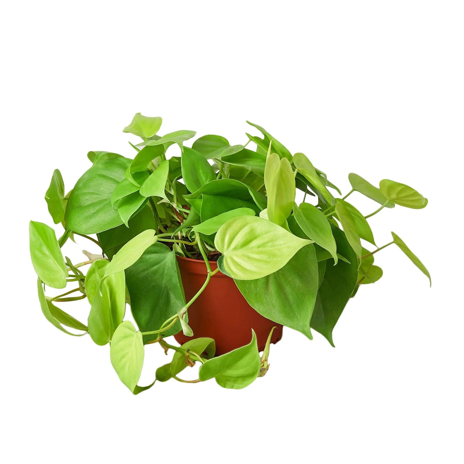 Philodendron 'Neon' - photo 4